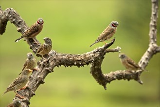 Cutthroat finches, Sabie Sand Game Reserve, cut-throat finch (Amadina fasciata)