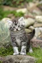 Maine Coon Cat, Kitten