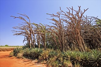 Didieraceae, Berenty Private Reserve, Madagascar, Africa