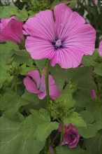 'Twins Hot Pink' Mallow (Lavatera) flower in summer, Quebec, Canada, North America