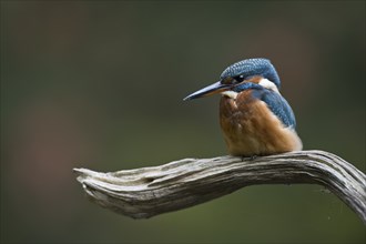 Common kingfisher (Alcedo atthis), Emsland, Lower Saxony, Germany, Europe