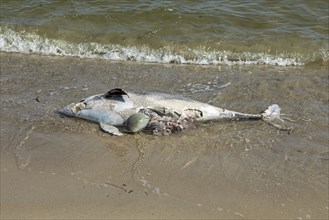 Dead porpoise on the south beach, Göhren, Rügen Island, Mecklenburg-Western Pomerania, Germany,