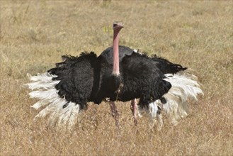 African Ostrich (Struthio camelus) performing a mating dance, Ngorongoro Conservation Area,