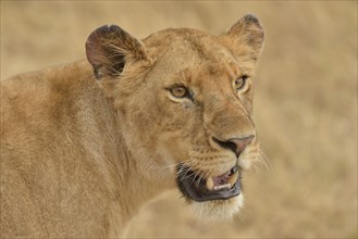 Lioness (Panthera leo), portrait, Massai Mara, Rift Valley Province, Kenya, Africa