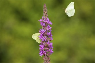 Butterflies collecting nectar, brimstone (Gonepteryx rhamni), purple loosestrife (Lythrum