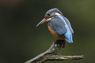 Common kingfisher (Alcedo atthis), Emsland, Lower Saxony, Germany, Europe