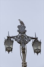 Young seagull (Laridae) sitting on street lamp, Brighton, England, United Kingdom, Europe