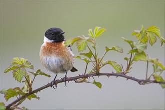 European stonechat (Saxicola rubicola), adult, male, sitting on blackberry (Rubus) bramble,