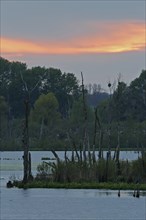 Sunset over the Große Rosin nature reserve on the Peene, rewetted polder, breeding colony of the