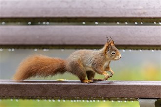 Eurasian red squirrel (Sciurus vulgaris) on a park bench, wildlife, Germany, Europe