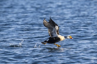 King eider (Somateria spectabilis), male in flight, winter, Batsfjord, Båtsfjord, Varanger