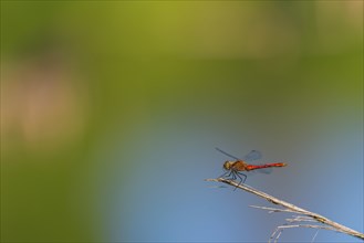 Close-up, ruddy darter (Sympetrum sanguineum), male, Neustadt am Rübenberge, Germany, Europe