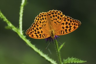 Silver-washed fritillary (Argynnis paphia), male, on flower of creeping thistle (Cirsium arvense),