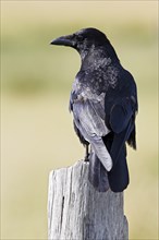 Carrion crow (Corvus corone) sitting on a fence post, Schleswig-Holstein, Germany, Europe