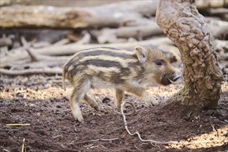 Wild boar (Sus scrofa) squeaker in a forest, Bavaria, Germany Europe