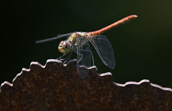 Common Darter (Sympetrum striolatum), Stuttgart, Baden-Württemberg, Germany, Europe