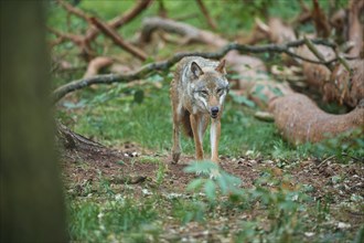 European gray wolf (Canis lupus), running in the forest, summer, Germany, Europe