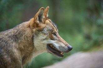 European gray wolf (Canis lupus), portrait, Germany, Europe