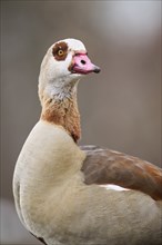 Egyptian goose (Alopochen aegyptiaca), portrait, detail, Bavaria, Germany Europe