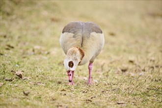 Egyptian goose (Alopochen aegyptiaca), walking on a meadow, Bavaria, Germany Europe