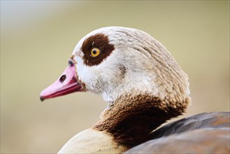 Egyptian goose (Alopochen aegyptiaca), portrait, detail, Bavaria, Germany Europe