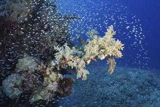 Broccoli tree (Litophyton arboreum) and shoal, group of Red Sea glassfish (Parapriacanthus