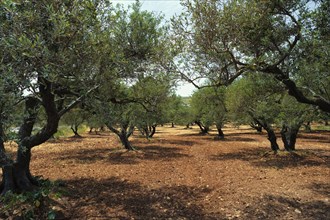 Olive trees (Olea europaea) grove in Crete, Greece for olive oil production. Horizontal camera pan