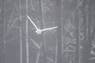 Tundra swan (Cygnus bewickii), Emsland, Lower Saxony, Germany, Europe