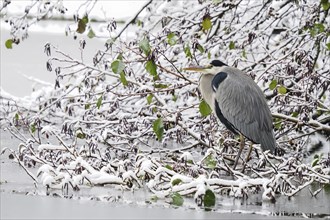 Grey heron (Ardea cinerea) standing on a snow-covered branch, last autumnal leaves, Hesse, Germany,