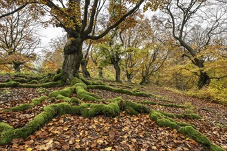 Old copper beech (Fagus sylvatica), Hutebuche, Hutewald Halloh, Hesse, Germany, Europe