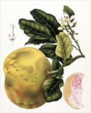 Grapefruit, chinese grapefruit (Citrus maxima), also Citrus grandis, is an evergreen tree that