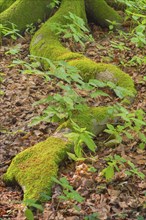 Tree root of a beech (Fagus) Deister, Calenberger Bergland, Schaumburg, Hameln-Pyrmont, Hannover