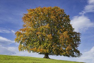 Common beech (Fagus sylvatica), in autumn, solitary tree near Rieden am Forggensee, Ostallgäu,