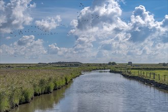 River Godel in the Godel lowlands, Föhr, North Frisian Island, North Frisia, Schleswig-Holstein,