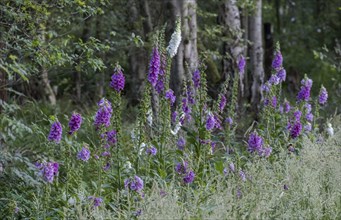 Common foxglove (Digitalis purpurea), flower, Zwillbrocker Venn nature reserve, Münsterland, North