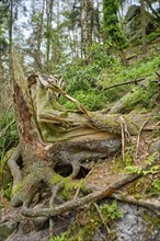 Storm damage, downed tree after a storm, near the Lilienstein, Saxon Switzerland National Park,