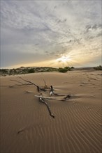 Beach "Platja del Fangar", Vegetation, nature reserve, ebro delta, Catalonia, Spain, Europe