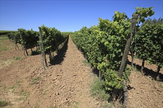 Vineyard near Volkach, district of Kitzingen, Lower Franconia, Bavaria, Germany, Europe