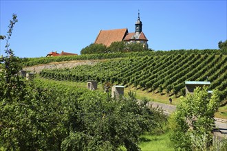 Maria im Weingarten Chapel, Volkach, Kitzingen District, Lower Franconia, Bavaria, Germany, Europe