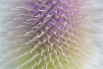 Wild teasel (Dipsacus fullonum), inflorescence in front of flowering, close-up, North