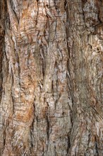 Bark of a redwood (Sequoiadendron giganteum) tree Full-size, Switzerland, Europe