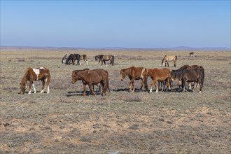 Huge horse herds in eastern Kazakhstan