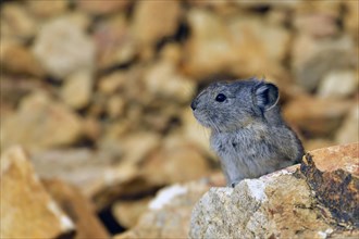 Pika (Ochotona) standing among boulders and on large rocks, Denali National Park, Alaska, USA,