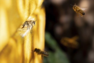 Honey bee at the hive, Hamburg, Germany, Europe