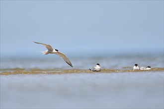 Elegant tern (Thalasseus elegans) flying in the sky above the sea, hunting, ebro delta, Catalonia,