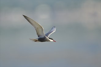 Whiskered tern (Chlidonias hybrida) flying in the sky, hunting, ebro delta, Catalonia, Spain,