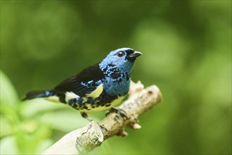 Turquoise tanager (Tangara mexicana) sitting on a branch, Bavaria, Germany, Europe