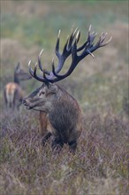 Red deer (Cervus elaphus), capital stag with adult standing in a meadow, rutting, Zealand, Denmark,