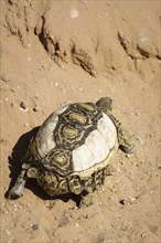 Leopard tortoise (Stigmochelys pardalis) with pigment disorder on its shell. Kalahari, South