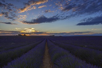 Lavender field, flowering true lavender (Lavandula angustifolia), near Valensole, evening light,